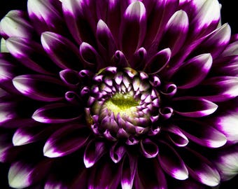 Purple Dahlia still life flower photo