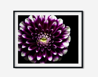 Purple Dahlia still life flower photo