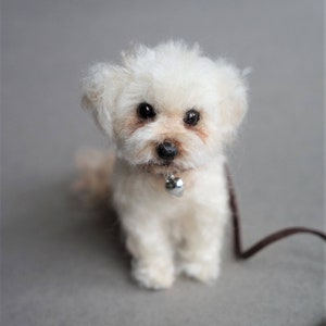 Maltese cavapoo mix top