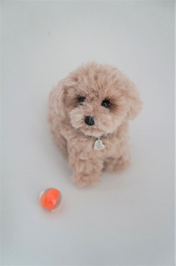 apricot teddy bear poodle