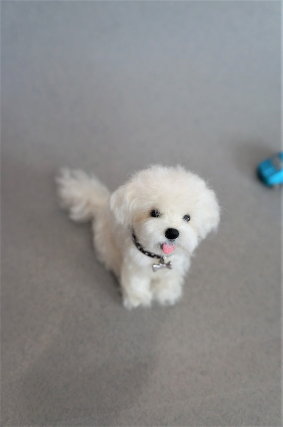 bichon maltipoo