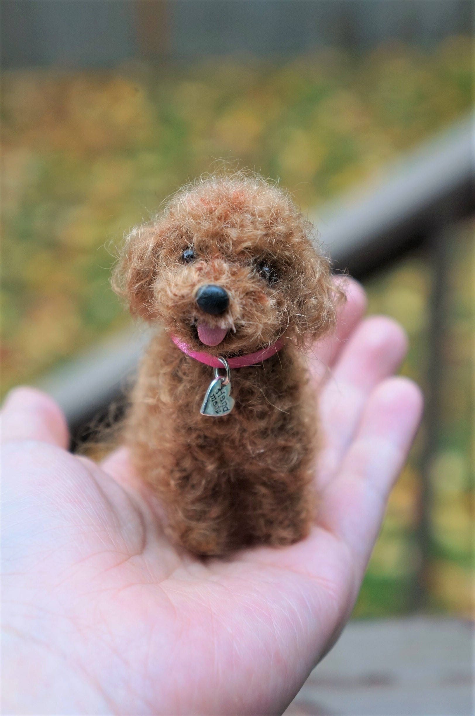 Toy poodle