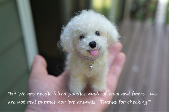super red toy poodle