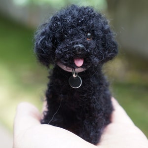 May include: A small black poodle with a pink tongue sticking out, wearing a silver collar with a tag. The poodle is being held in someone's hand.