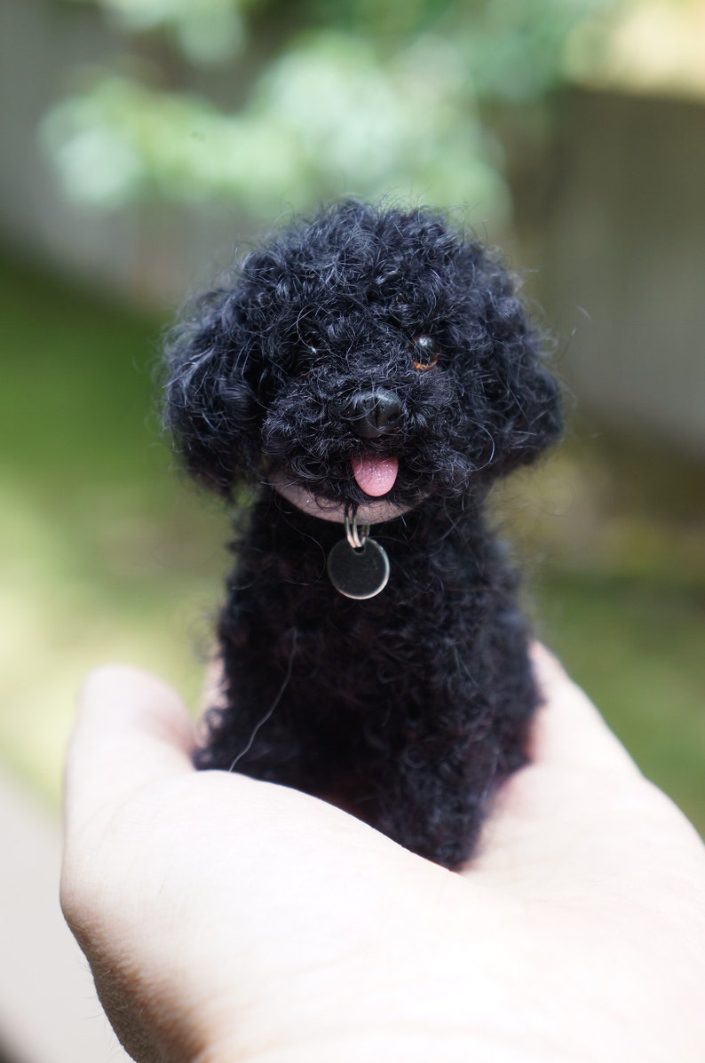May include: A small black poodle with a pink tongue sticking out, wearing a silver collar with a tag. The poodle is being held in someone's hand.