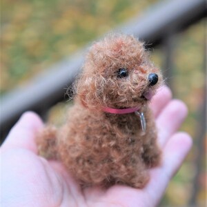 May include: A small, brown, curly-haired toy poodle with a pink collar and a silver tag. The poodle is sitting in the palm of a hand.