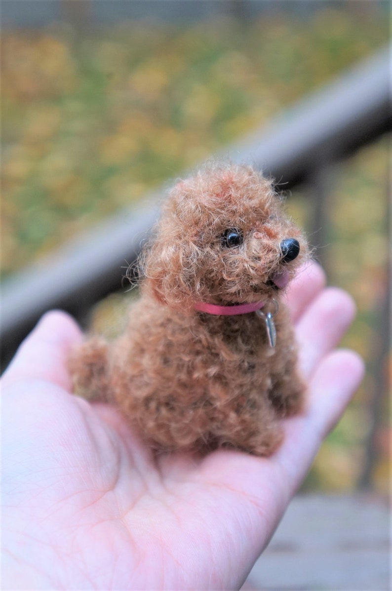 May include: A small, brown, curly-haired toy poodle with a pink collar and a silver tag. The poodle is sitting in the palm of a hand.