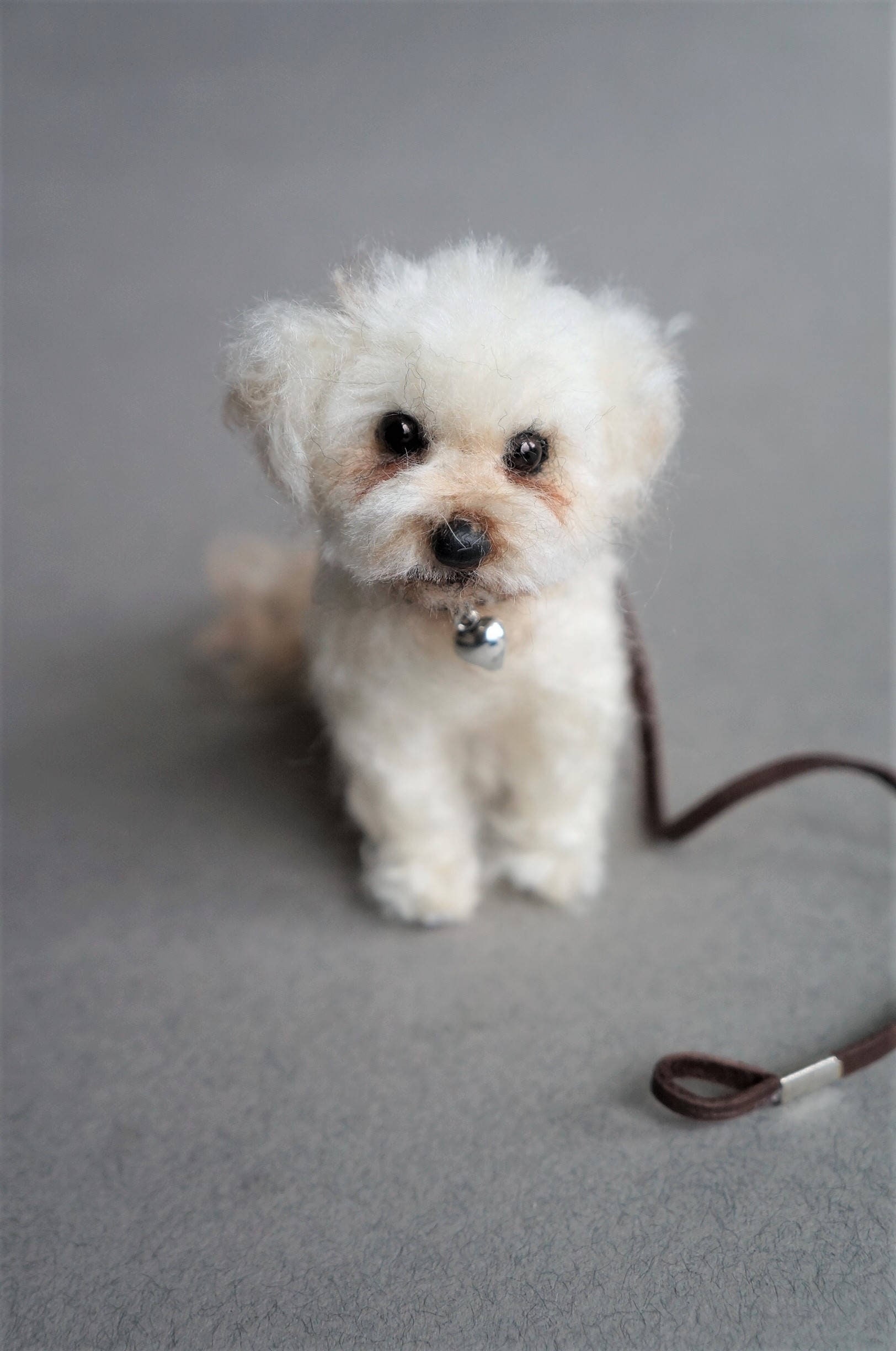 Maltipoo done best sale deal