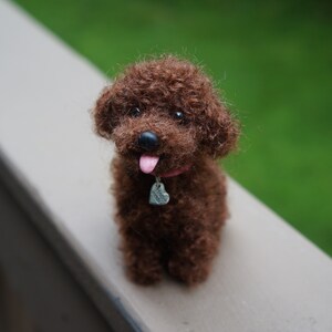 May include: A brown poodle with curly fur is sitting on a light brown surface. The poodle has a pink tongue sticking out and is wearing a pink collar with a silver heart-shaped tag.