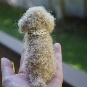 May include: A small, cream-colored, curly-haired dog wearing a white lace collar. The dog is sitting on a person's hand.