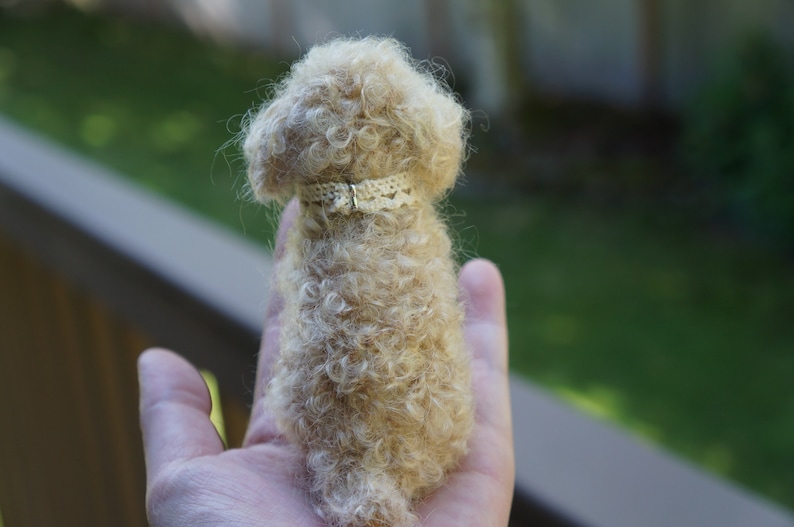 May include: A small, cream-colored, curly-haired dog wearing a white lace collar. The dog is sitting on a person's hand.