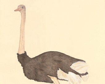 Ostrich