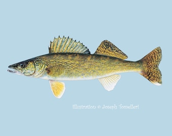WALLEYE Decal, Waterproof Fish Sticker, Pickerel, Pikeperch, Dore, Car, Truck, Boat, Tackle Box, Art Illustration © Joseph Tomelleri