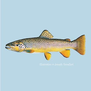 BROWN TROUT Fish Decal, Waterproof Fish Sticker, Atlantic Salmon, Car, Truck, Boat, Tackle Box, Art Illustration © Joseph Tomelleri