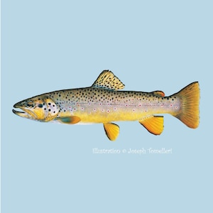 BROWN TROUT Fish Decal Salmon Car Truck Boat Tackle Box Waterproof Sticker Art Illustration © Joseph Tomelleri image 1