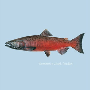 CHINOOK SALMON Fish Decal | King Pacific | Car | Truck | Boat | Tackle Box | Waterproof Sticker | Art Illustration © Joseph Tomelleri