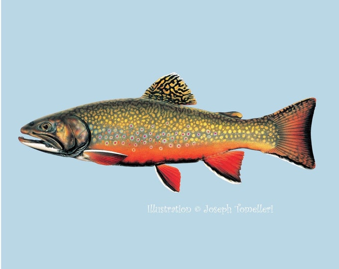 BROOK TROUT Decal, Waterproof Fish Sticker, Speckled Salmon, Car, Truck, Boat, Tackle Box, Art Illustration © Joseph Tomelleri