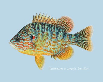 PUMPKINSEED Decal, Waterproof Fish Sticker, Sunfish, Sunny, Punkie, Panfish, Car, Truck, Boat, Tackle Box, Art Illustration Joseph Tomelleri