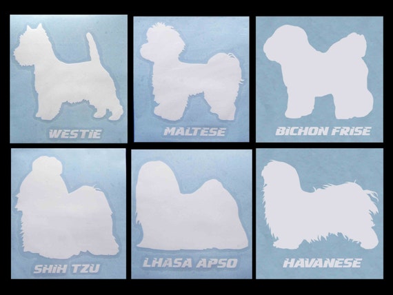 45+ Bichon Frise Vs Maltese Vs Havanese