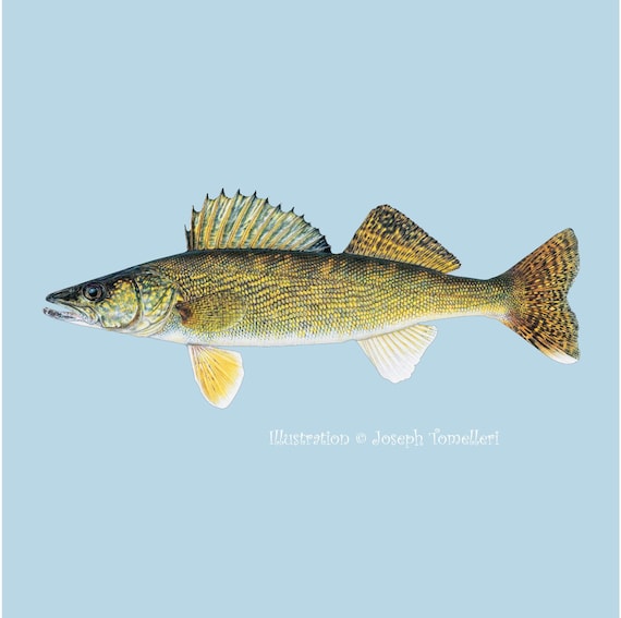 WALLEYE Fish Decal Pikeperch Pickerel Car Truck Boat Tackle Box Waterproof  Sticker Art Illustration © Joseph Tomelleri 