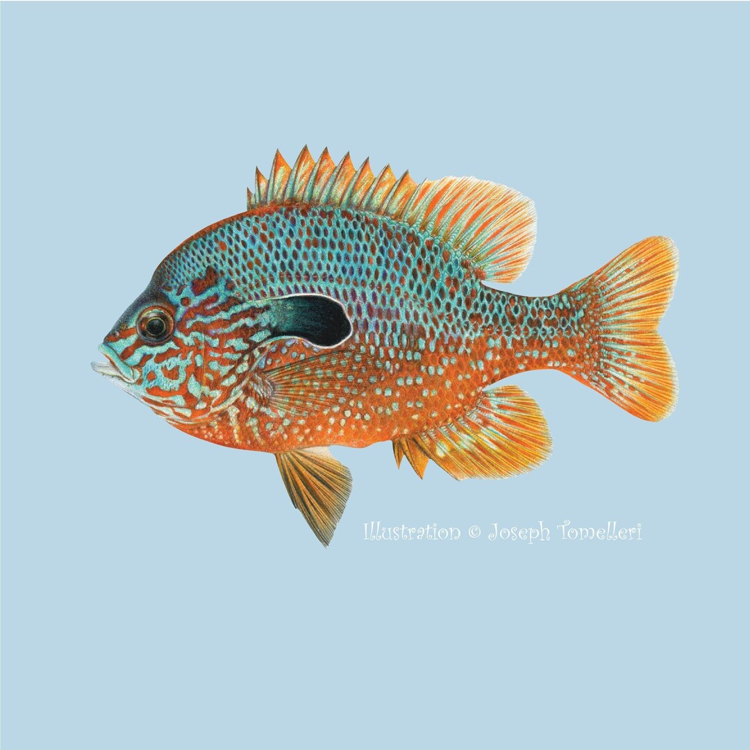 Bluegill Fish Decals Set Of 2 - 5.5x9 Inch Freshwater Fishing Stickers