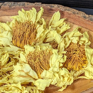 Superfrisse gele lotus (Nymphaea lutea) ⦁Droomthee ⦁Ontspanning ⦁Yoga ⦁Meditatie ⦁Afrodisiacum | BIOLOGISCHE BLAUWE LOTUS | Gratis verzending en cadeaus!