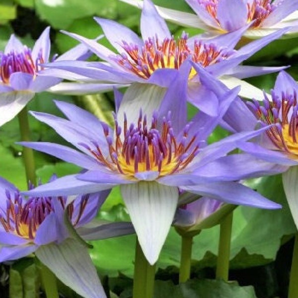 Blue Lotus Flower Tea (Nymphaea caerulea) ⦁Lucid Dream ⦁Meditation ⦁Aphrodisiac ⦁Relaxation | Petals & Stamens, Freshly Harvested