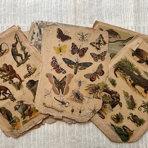 Raros carteles antiguos con animales, aves y peces, Zoología antigua, década de 1900, VOL 2