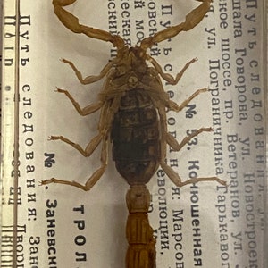 Skorpion in Epoxidharz