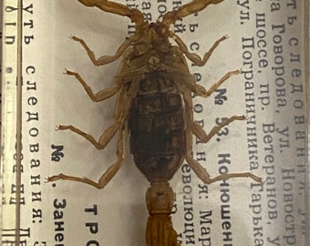 May include: A preserved scorpion specimen mounted on a white background. The scorpion is brown and black with a segmented tail. The text "No. Заневский пр. Путь следования: Заневский Дворцовый" is visible on the label.