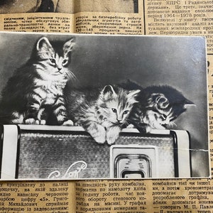 Cartolina sovietica vintage, tre gatti su un registratore, cartoline fotografiche antiche con gattini, anni 1950