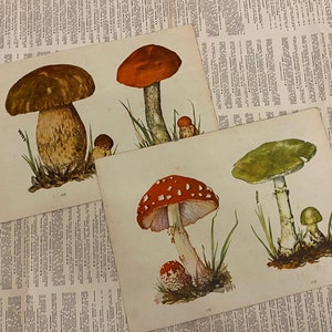 Vintage mushroom print, fly agaric poster, pale toadstool, poisonous mushroom print, mushroom poster