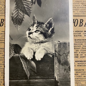 Cartolina vintage, cartoline fotografiche antiche con gattini, anni 1950