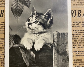Vintage postcard, antique photo postcards with kittens, 1950s