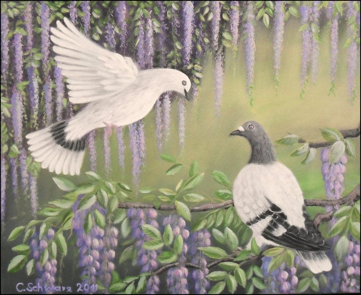Pintura Palomas En Wisteria Acrílico Original Art Painting Picture