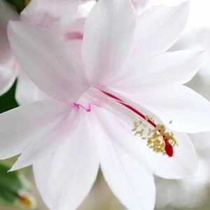 White Thanksgiving Cactus 3 Cuttings, Christmas Cactus, Easter Holiday Cactus Schlumbergera Zygocactus Traditional Old Fashioned Heritage