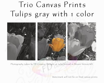 Trio Canvas Set, Tulips in grayscale with 1 color