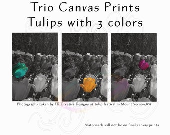 Trio Canvas Set, Tulips in grayscale with 3 colors