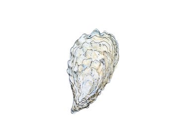 Oyster Acrylic Charm for Jewelry Making, Reproduction of My Original Hand-Painted Oyster Shell,
