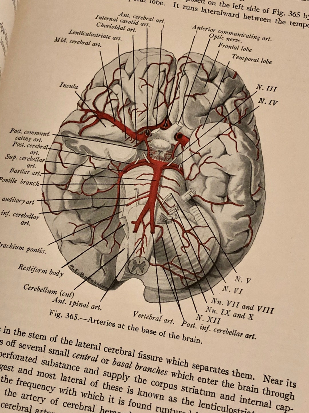 Vintage the Anatomy of the Nervous System Reference Book 6th Edition by ...