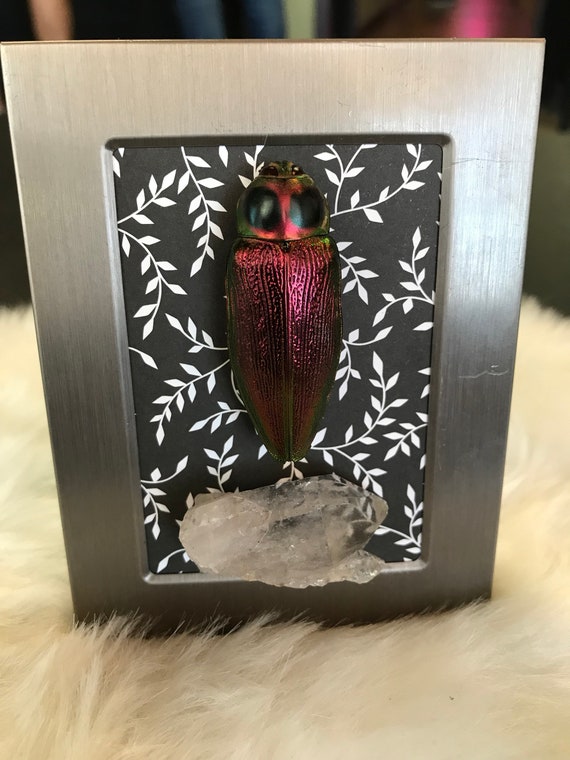Bug art Real lantern bug with clear quartz and smokey quartz framed taxidermy art Oddities. Ethically sourced