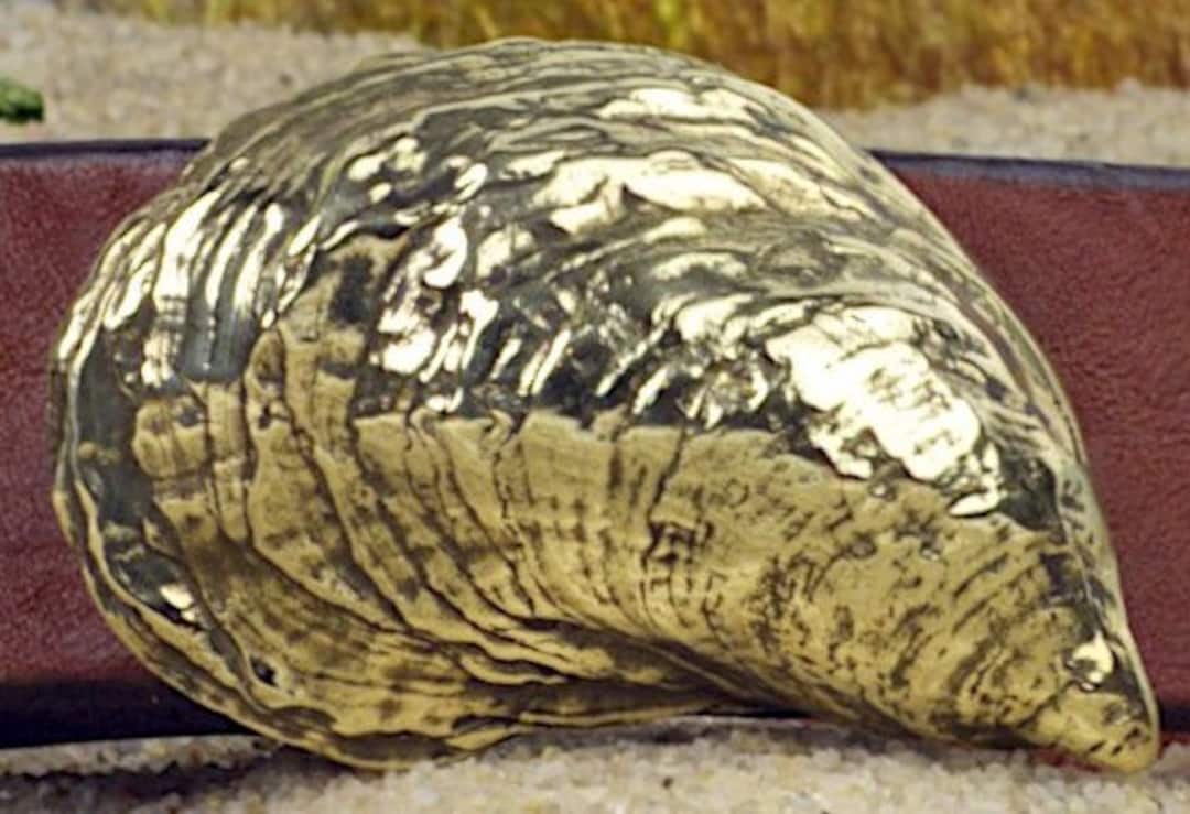 Duxbury Bay Tumbler Oyster Shell Buckle Etsy