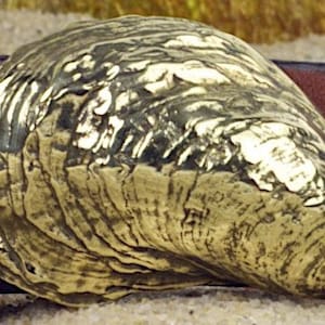 Duxbury Bay Tumbler Oyster Shell Buckle Etsy