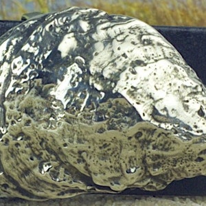Cotuit Select Oyster Shell Buckle