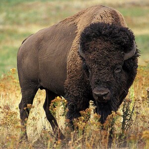 May include: A large American bison standing in a field of dry grass. The animal has a massive, dark brown, shaggy head and shoulders with thick, curly fur, transitioning to a smoother, lighter brown coat on its hindquarters and short, curved horns.