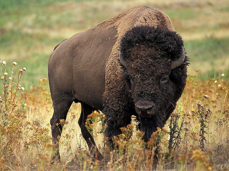 May include: A large American bison standing in a field of dry grass. The animal has a massive, dark brown, shaggy head and shoulders with thick, curly fur, transitioning to a smoother, lighter brown coat on its hindquarters and short, curved horns.