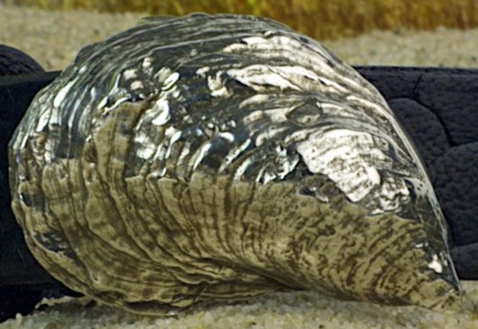 Duxbury Bay Tumbler Oyster Shell Buckle Etsy