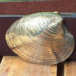 Op de afbeelding: Een gepolijste goudkleurige metalen riemgesp in de vorm van een realistische schelp met gedetailleerde concentrische ribbels en een glad, reflecterend oppervlak, bevestigd aan een donkerbruine leren riem met zichtbare textuur en stiksels.