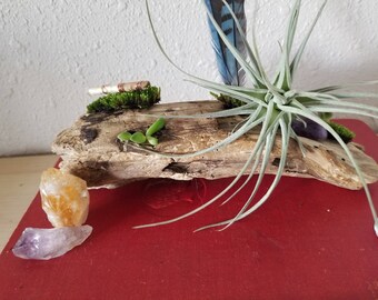 Unique Driftwood Perfect for Air Plant Terrarium Small