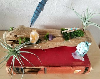 Unique Driftwood Perfect for Air Plant Terrarium